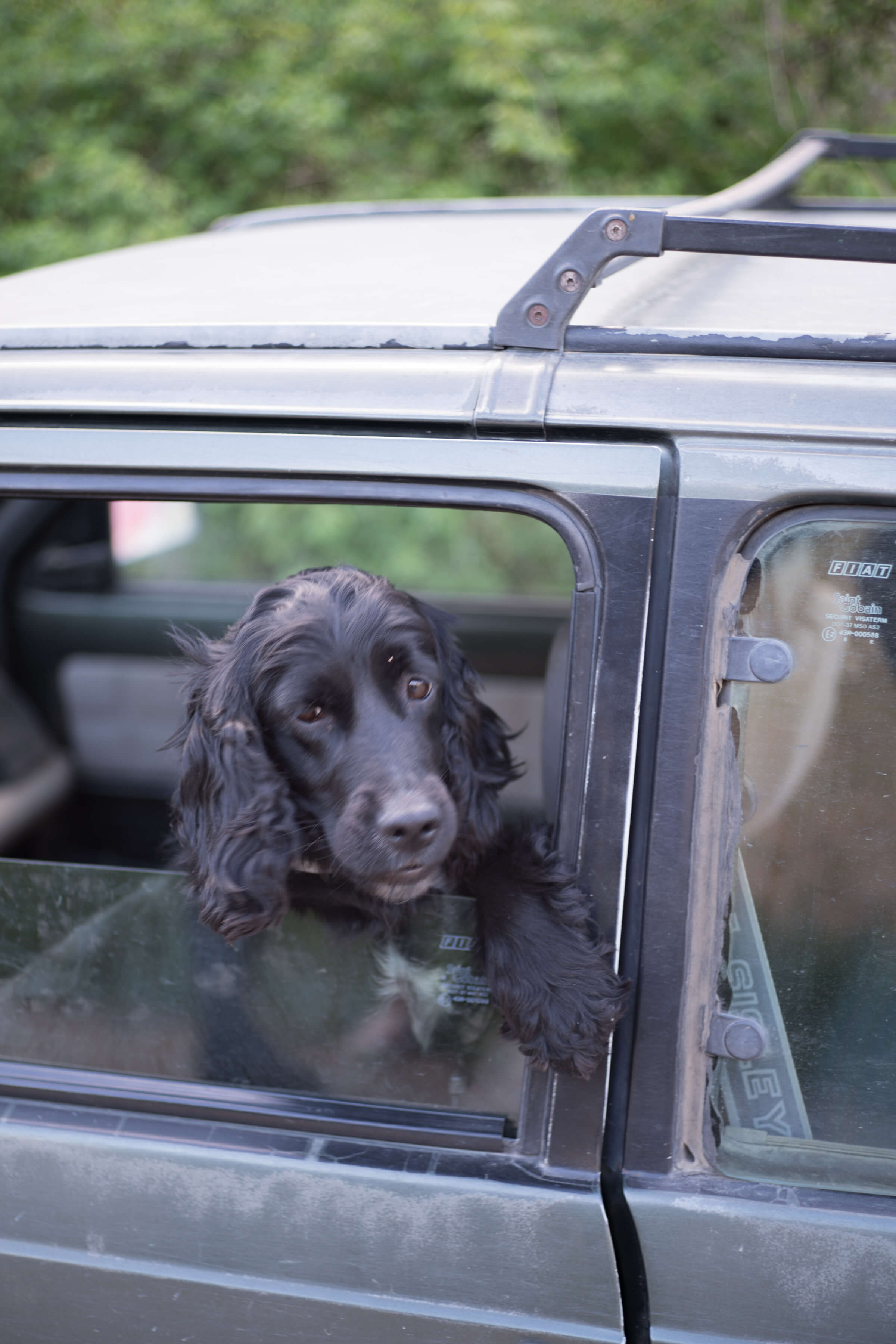 Il cane da tartufo